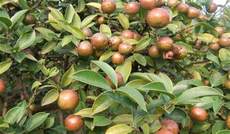 油茶树种植技术及管理须知 - 农业百科