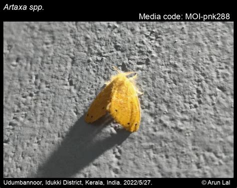 Artaxa spp. Walker, 1855 - | Moths