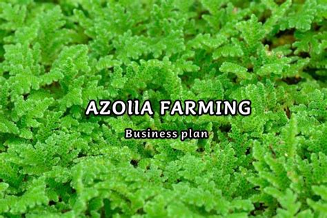 Azolla Farming from Scratch: A Complete Guide for Beginners to Pros ...