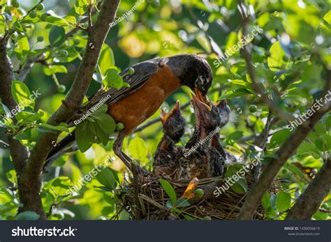 Baby Birds Feeding In Nest