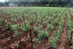 Micro Irrigation System - 4000 Sq m Spray Irrigation Kit Manufacturer ...