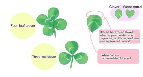 How to draw clovers【and its flower crown, with explanation of flower ...