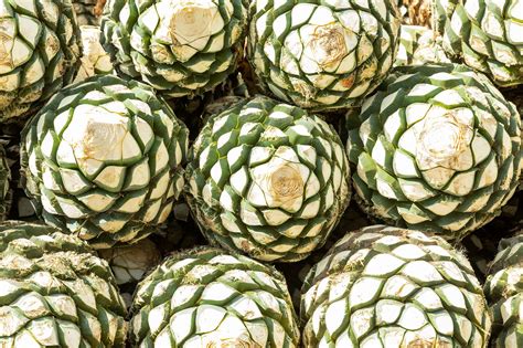 How Is Tequila Made?