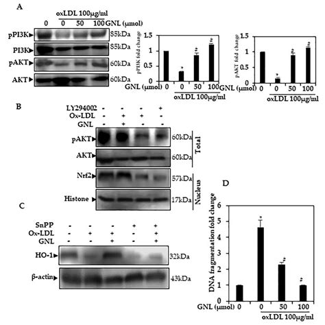 Anti-Inflammatory Activity of Geraniol Isolated from Lemon Grass on Ox ...