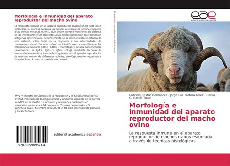Morfología e inmunidad del aparato reproductor del macho ovino: La ...