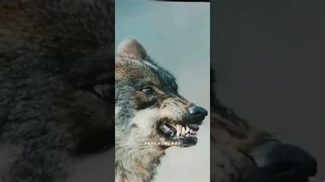 Wolves Transforms 的图像结果