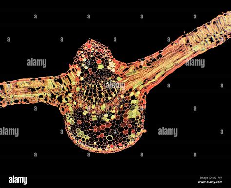 Light Microscope Micrograph 的图像结果