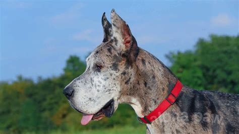 Great Dane Wolfhound Mix