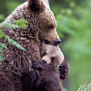 Image result for Cute Hug Pic of Animals