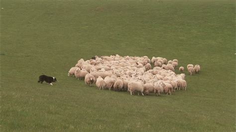 世界十大牧羊犬排名，黑背排第二，第一喜欢玩飞盘_排行榜123网