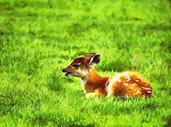 Image result for Baby Animal Screensavers