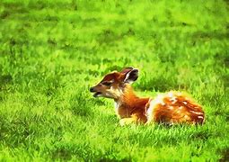 Image result for Mom and Baby Animals