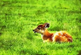 Image result for Nature Baby Animals
