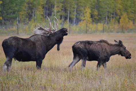 What are a Group of Moose Called? Discover the Exceptional Name! - Best Wildlife Cameras