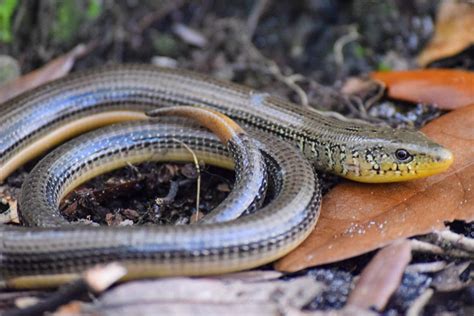 Download An Eastern Glass Lizard in its Natural Habitat Wallpaper ...