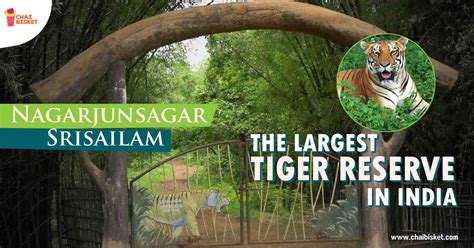 All you Need to Know About The Largest Tiger Reserve in India!