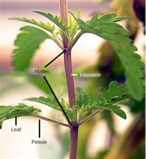 Meristematic tissue — lesson. Science CBSE, Class 9.