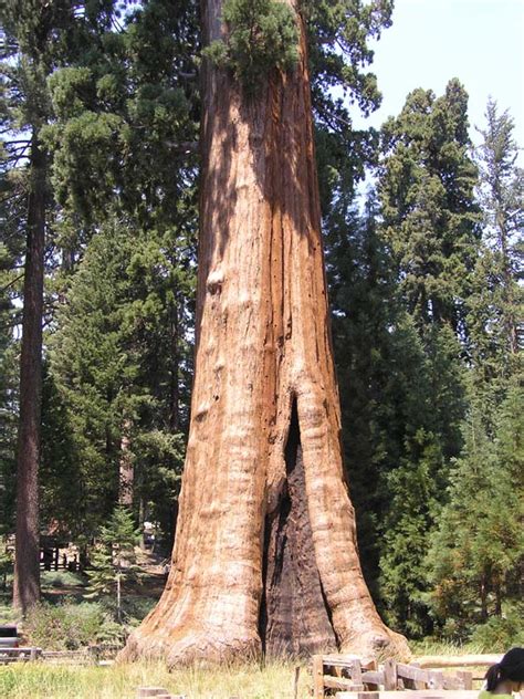 Image result for What Is a Sentinel Tree