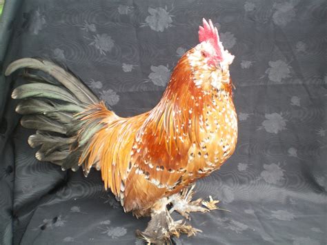 Just Chickens...: The Belgian d'uccle Bantam