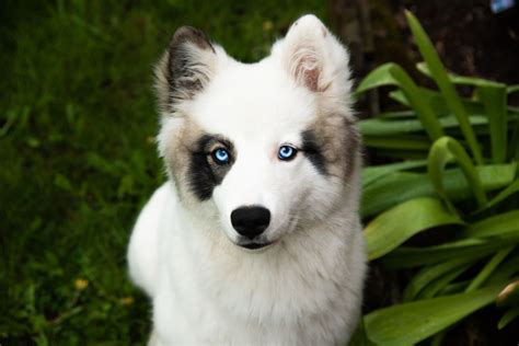 Dog Vca Health Associates Animal Hospital Animal Clinic Van Nuys