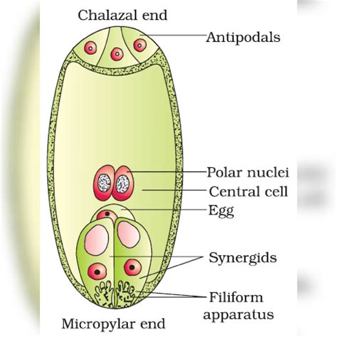 sketch and label the diagram of female gametophyte of angiosperms ...