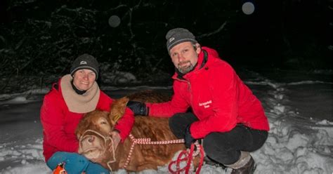Entlaufene Kuh in Niederbayern „festgenommen“ | charivari
