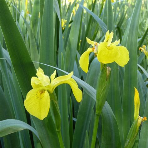 Yellow Flag Iris | Iris pseudacorus – Roots Plants