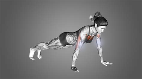 3 Best Pushup Variations For Biceps (with Pictures!) - Inspire US