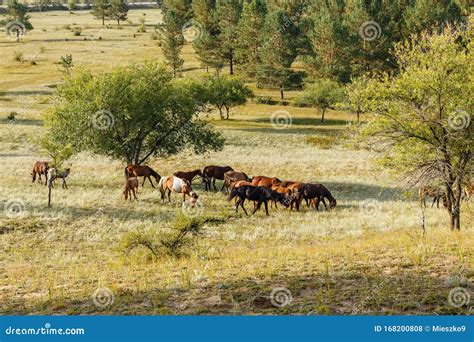 Flock of Horses Eating Grass in a Pasture Mongolia Stock Photo - Image ...