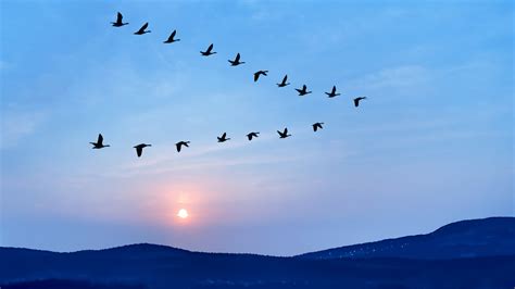 BRPROUD | Science: Why do some birds fly in V formation?