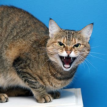 Image result for Angry Cat Sound Variations