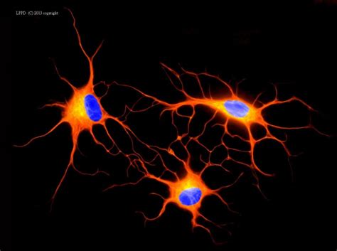 Cellular Model Simulation 的图像结果