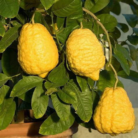 Lemon - Ganapathy Lemon - Citrus medica Fruit Plant – M-Tech Gardens