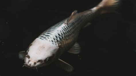 Best Bait Fish Traps: The Ultimate Guide - Finn's Fishing Tips