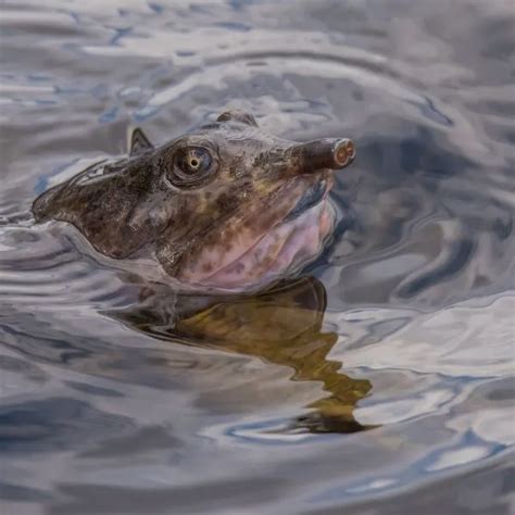 Image result for Soft Shell Turtle Tank