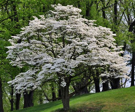 Tree of April 2021: Flowering Dogwood - TreesCharlotte