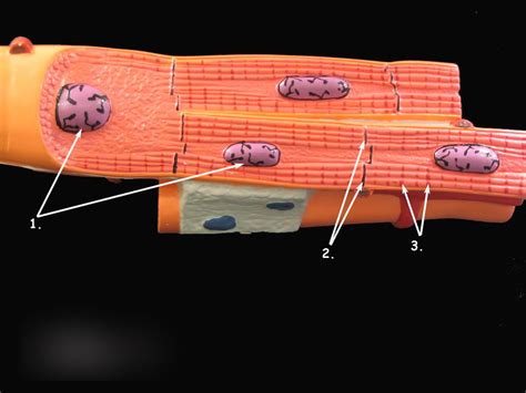 Cardiac Muscle Structure 的图像结果