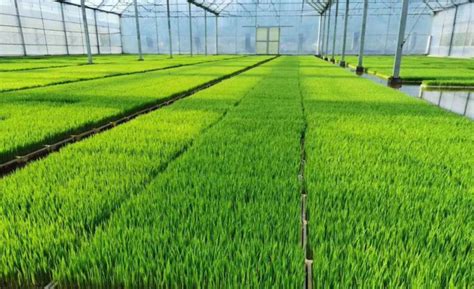 宁化：加强农业生产托管服务 促进小农户与现代农业有机衔接-中国福建三农网