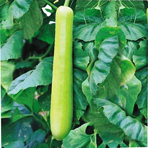 Vegetables Seeds : Bottle Gourd (Loki/Ghiya) HYBRID Vegetables Refined ...