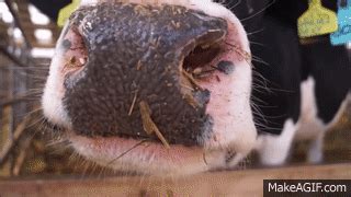 Image result for Exploding Cow GIF