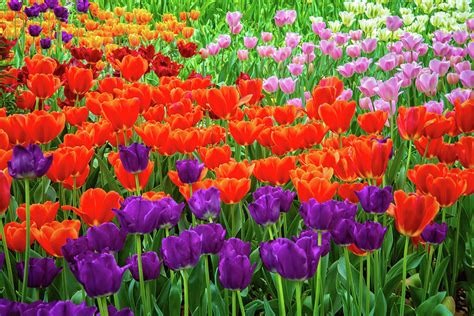 Image result for Spring Flower Nail Tutorials