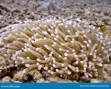Plants on coral reef stock photo. Image of flora, reef - 225130