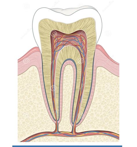 Tooth Diagram Labeled Diagram | Quizlet