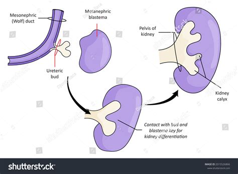 Development Definitive Kidney Metanephros Stock Illustration 2015526866 | Shutterstock