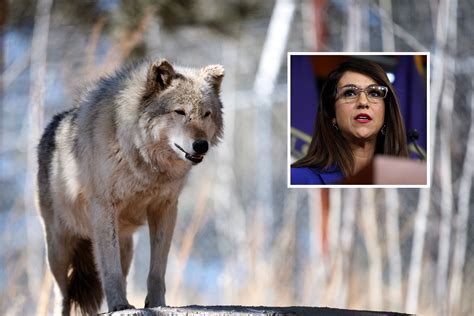 Lauren Boebert issues wolf warning to Colorado hunters : r/wolves