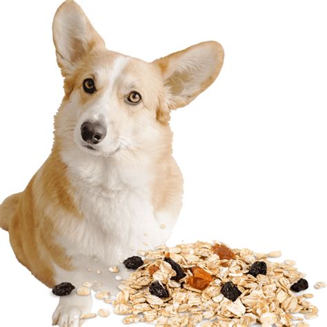 Can Dogs Eat Granola? Is Granola Safe For Dogs? - Rested Paws