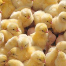 SLV Consultants - Poultry and Biogas Consultants