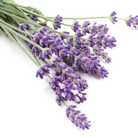 Buy Soulflower Lavender Bathsalt, 500g Online at Low Prices in India ...