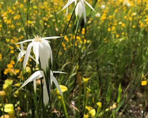 THE BEST Places to Visit in Pitkin (2026) - Must-See Attractions