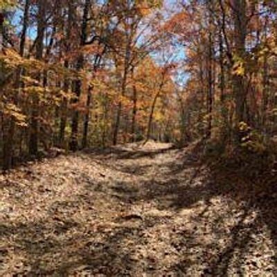 Botanical Walk in Uwharrie National Forest, Eldorado Outpost, Troy ...